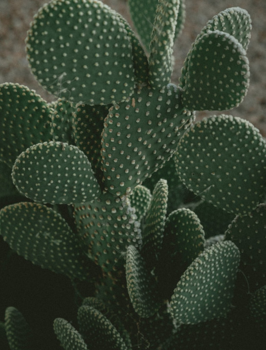 Kakteen in einer Wüste