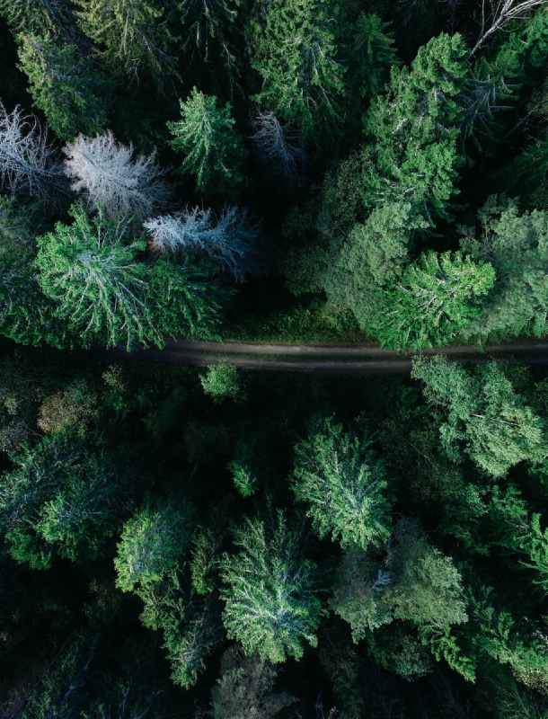 Blick von oben auf einen Weg durch einen Wald