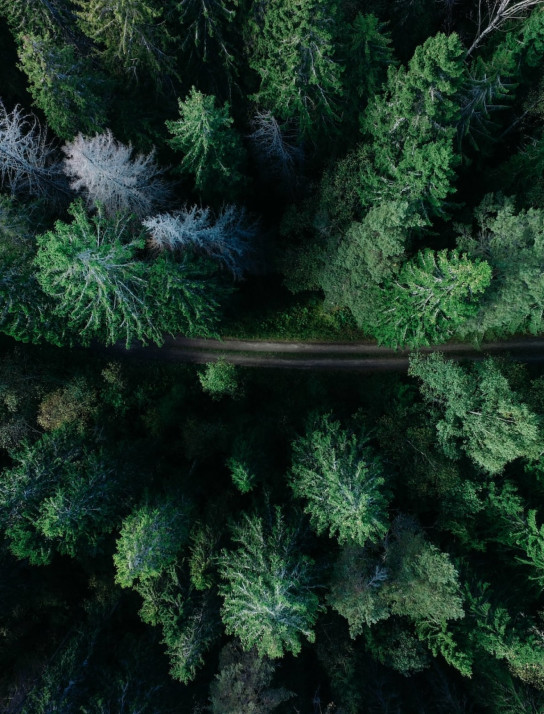 Ein Tannenwald mit einem Weg hindurch